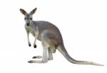 Gray Kangaroo Stock Photo
