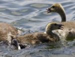 Beautiful Isolated Image With A Scared Chicks Of The Canada Geese Stock Photo