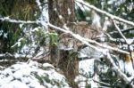 Lynx Hunting In A Winter Forest Stock Photo