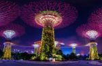 Singapore - Aug 10 , 2017 : Super Tree In Garden By The Bay, Singapore Stock Photo