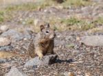 Cute Grey Squirrel Stock Photo
