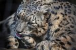 Snow Leopard (panthera Uncia) Stock Photo