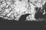 Silhouette Of Black Creepy Crow With Tree Branch In The Backgrou Stock Photo