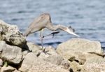 Beautiful Background With A Funny Great Heron Cleaning His Feathers On A Rock Shore Stock Photo