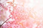Wild Himalayan Cherry Flower With Flare Light Stock Photo