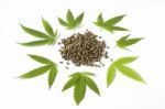 Raw Hemp Cannabis Seeds Green Leaf Close Up Stock Photo