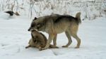 2 Gray Wolves In The Snow Stock Photo