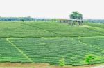 Tea Plantations And Retreat Stock Photo