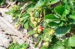 Strawberry Fruit Grows In Farm Stock Photo