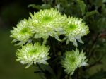 Bunch Of Unusual Green And White Chrysanthemums Stock Photo