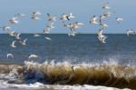 Little Terns (sternula Albifrons) Flying Along The Beach At Wint Stock Photo