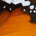 Orange Butterfly Wing Stock Photo