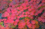 Maple In Autumn In Korea Stock Photo