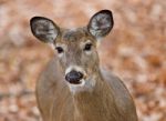 Isolated Photo Of A Cute Wild Deer In Forest In Autumn Stock Photo