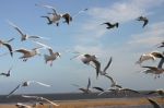 Seabirds In Flight Stock Photo