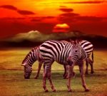 Wild Zebra Standing In Green Grass Field Against Beautiful Dusky Stock Photo