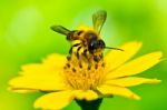 Bee On Flower Stock Photo