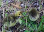 The Young Geese Are Eating Fresh Grass Stock Photo