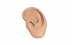 Ear Anatomy Stock Photo