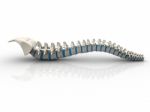 3d Rendered Human Spine Stock Photo