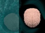 Human Brain 3d Model Stock Photo