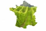 French Vineyard Stock Photo