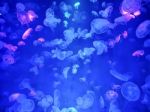 Glowing Jellyfish Under Dark Water Stock Photo