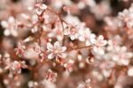 Defocused Pink Sedum Flowers Stock Photo