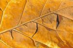 Dry Leaf Stock Photo