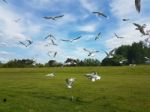 Flock Of Birds Stock Photo