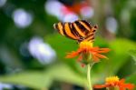Orange Tiger Butterfly  (dryadula Phaetusa) Stock Photo