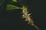 Close Up Isolated Plant With Thorns Stock Photo