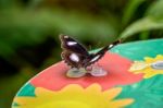 Great Eggfly Butterfly (hypolimnas Bolina) Stock Photo