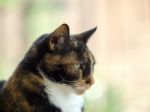 Close-up Of Head And Shoulders Of A Tortoiseshell Female Cat Stock Photo