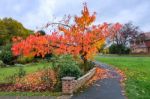 Bird Cherry (prunus Padus) Tree In Autumn In East Grinstead Stock Photo