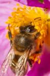 European Honey Bee (apis Mellifera) Stock Photo