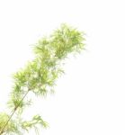 Green Bamboo Leaves On White Background Stock Photo