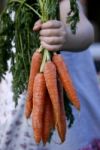 Girl Holding Carrots Stock Photo