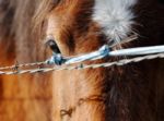 Horse On Barbed Fence Stock Photo