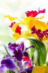 Colorful Orchid Stock Photo