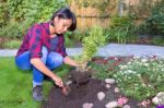 Young Woman Planting Basil Plant In Garden Soil Stock Photo
