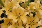 Yellow Lilies Stock Photo