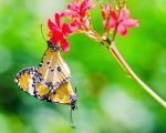Butterflies Mating Stock Photo