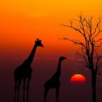 Silhouettes Of Giraffes And Dead Tree Against Sunset Background Stock Photo
