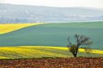 Lone Tree In Hills. Green And Yellow Spring Fields Of Czech Mora Stock Photo