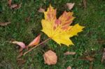 Maple Leaf On The Ground In Autumn In East Grinstead Stock Photo
