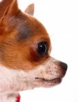 Close Up Of A Pet Chihuahua's Face Stock Photo