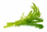 Fresh Fennel Isolated On The White Background Stock Photo