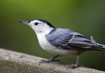 Beautiful Isolated Photo Of A White-breasted Nuthatch Bird Stock Photo