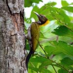 Yellow-naped Woodpecker Stock Photo